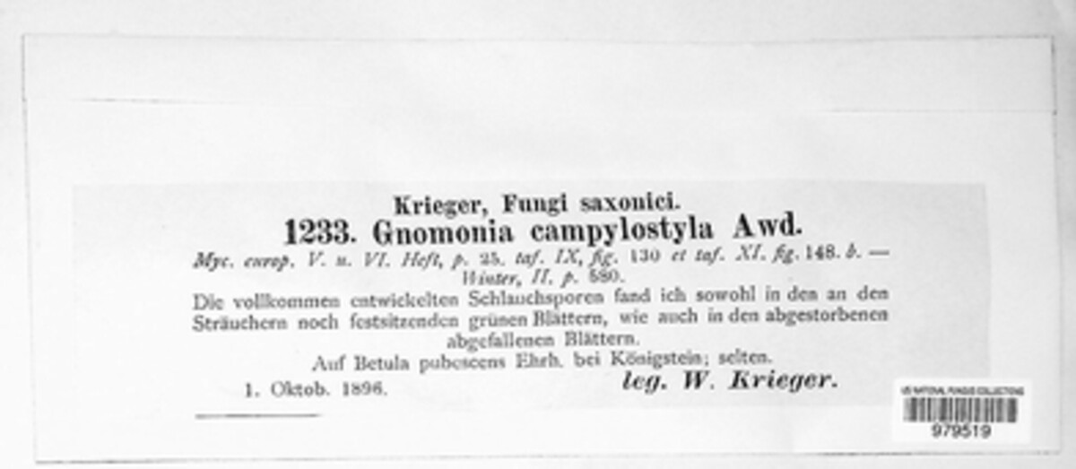 Plagiostoma campylostyla image